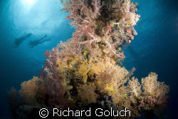 Corals on the mast of the Sankisan Maru-Truk Lagoon by Richard Goluch 